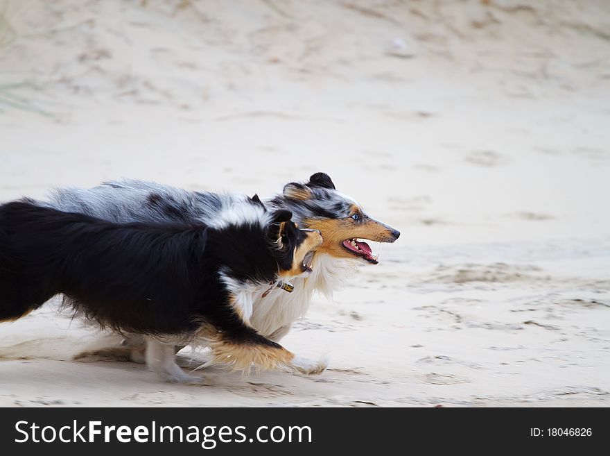 Two Shetland sheepdogs racing along the sandy beach. Two Shetland sheepdogs racing along the sandy beach.