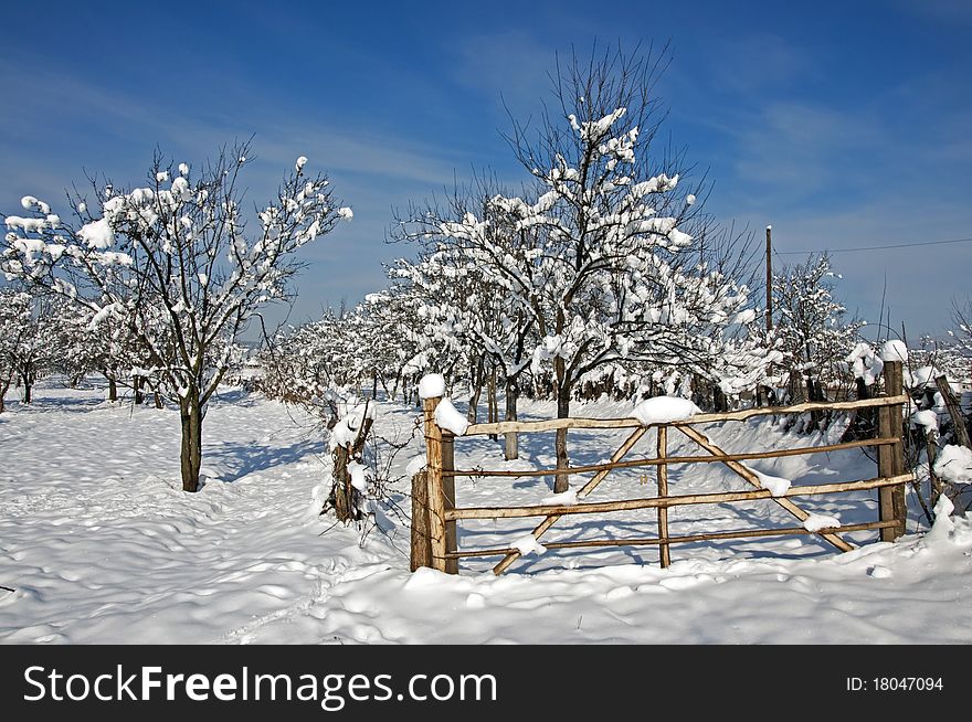 Wooden gate to snowy orchard