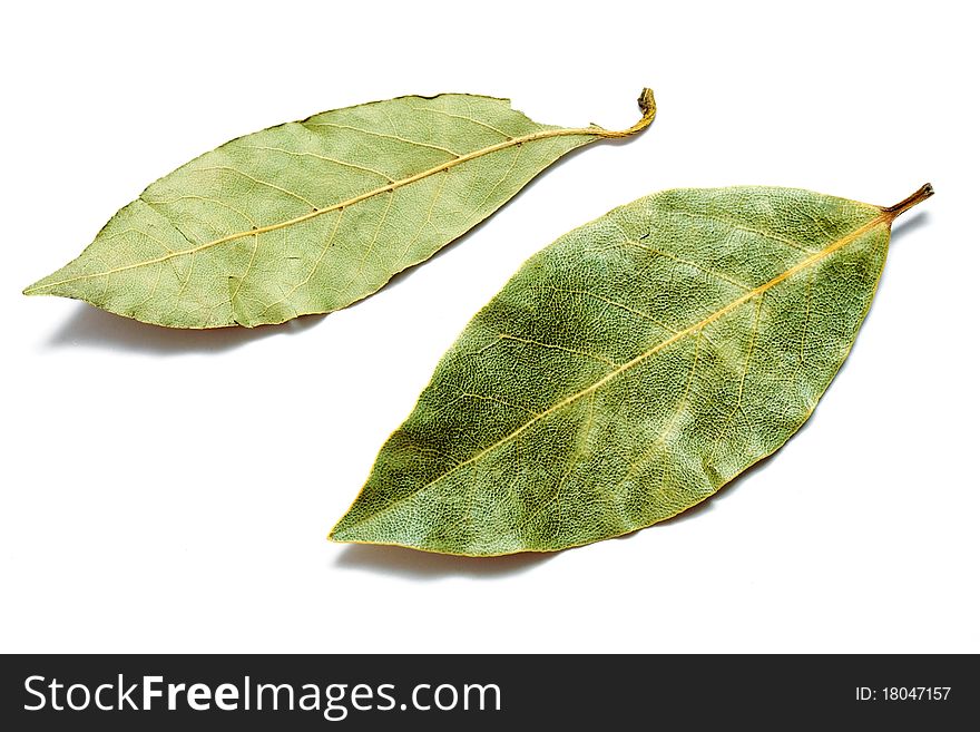 An image of a green bay leaves on white background