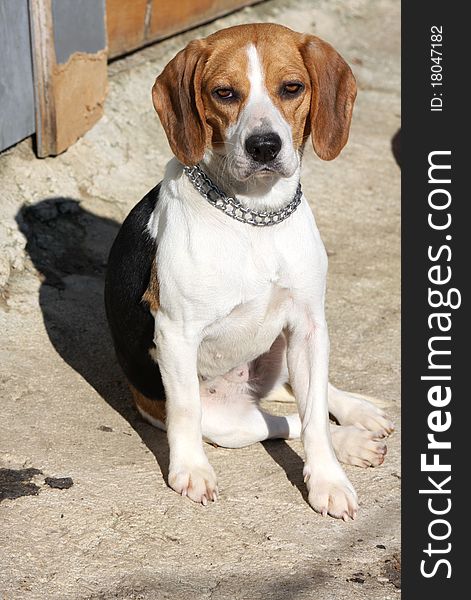 Closeup of young tricolour Beagle dog.