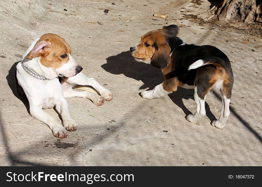 Two young dogs play fighting outdoor. Two young dogs play fighting outdoor.