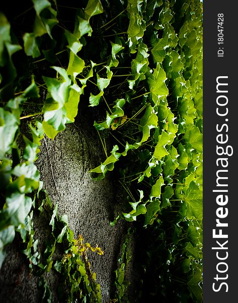 Beautiful ivy leaves climbing up a concrete wall. Beautiful ivy leaves climbing up a concrete wall