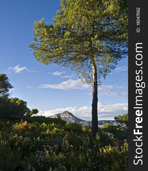 Typical mediterranean landscape, with some vegetation on the foreground, a pine tree on the right side of the image and an mountain on the background.