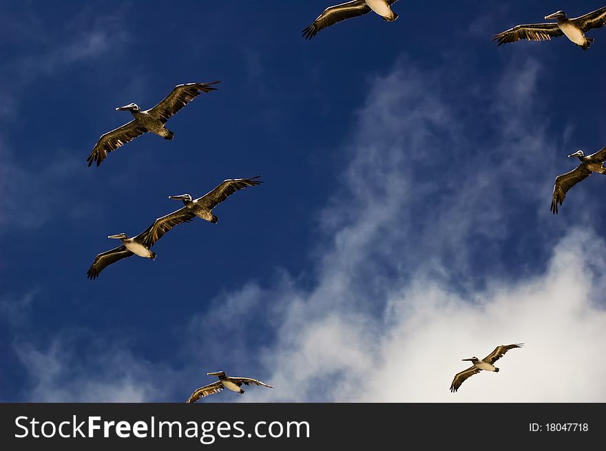 Pelicans with wings extended flying in a blue sky with clouds. Pelicans with wings extended flying in a blue sky with clouds