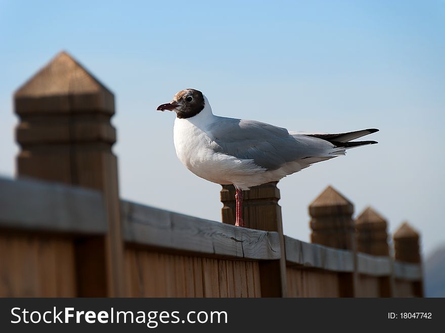 Gull on the fence with blue sky in Iceland. Gull on the fence with blue sky in Iceland