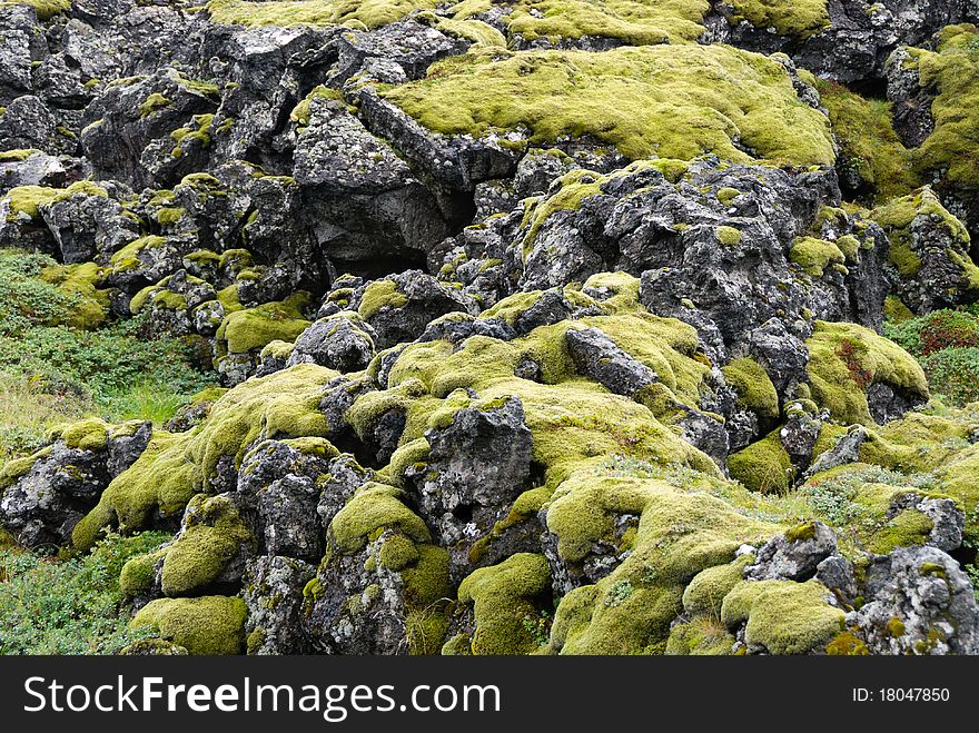 Moss on basaltic rocks in Iceland Langaholt