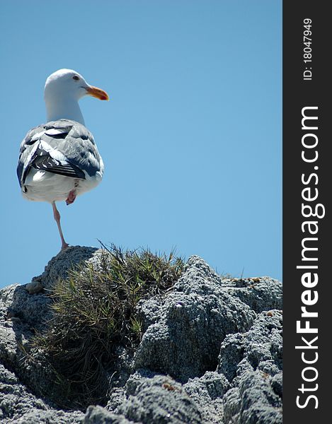 Funny seagull standing on one leg, with profile to the lens, on a rock in a vertical composition against a blue sky. Funny seagull standing on one leg, with profile to the lens, on a rock in a vertical composition against a blue sky