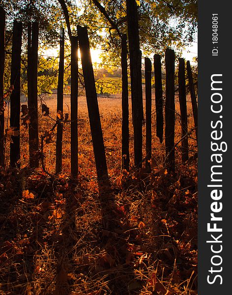 Back lit fence at sunset with golden tones, in a vertical orientation. Back lit fence at sunset with golden tones, in a vertical orientation