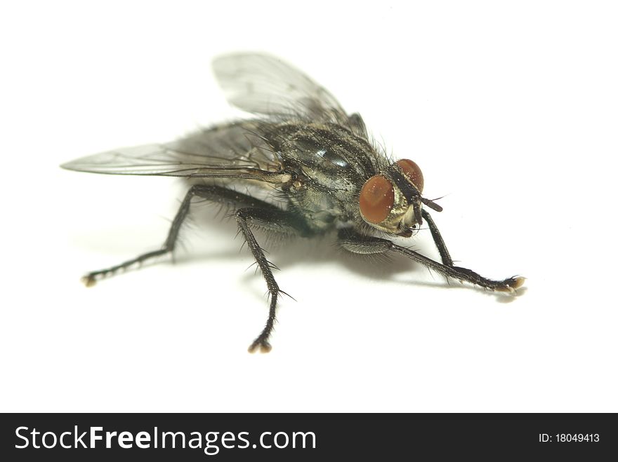 Fly isolated on a white background