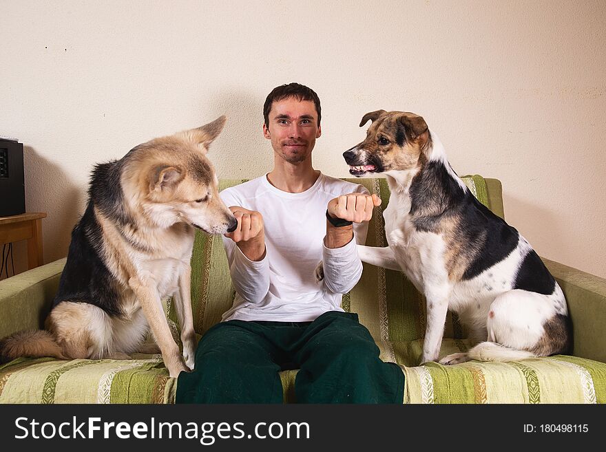 Happy male owner treating dogs while sitting on green sofa and looking at camera in bedroom. Happy male owner treating dogs while sitting on green sofa and looking at camera in bedroom