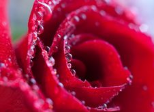 Macro Image Of Dark Red Rose Royalty Free Stock Image Macro Image Of Dark Red Rose Royalty Free Stock Image