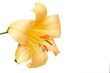 Beautiful Yellow Tiger Lilly On White Royalty Free Stock Image