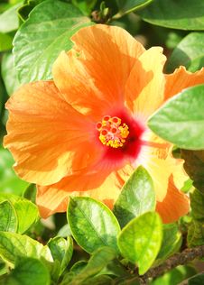 Orange Mediterranean Hibiscus Royalty Free Stock Photo Orange Mediterranean Hibiscus Royalty Free Stock Photo