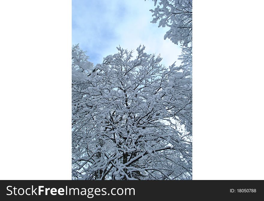 Big tree covered with snow