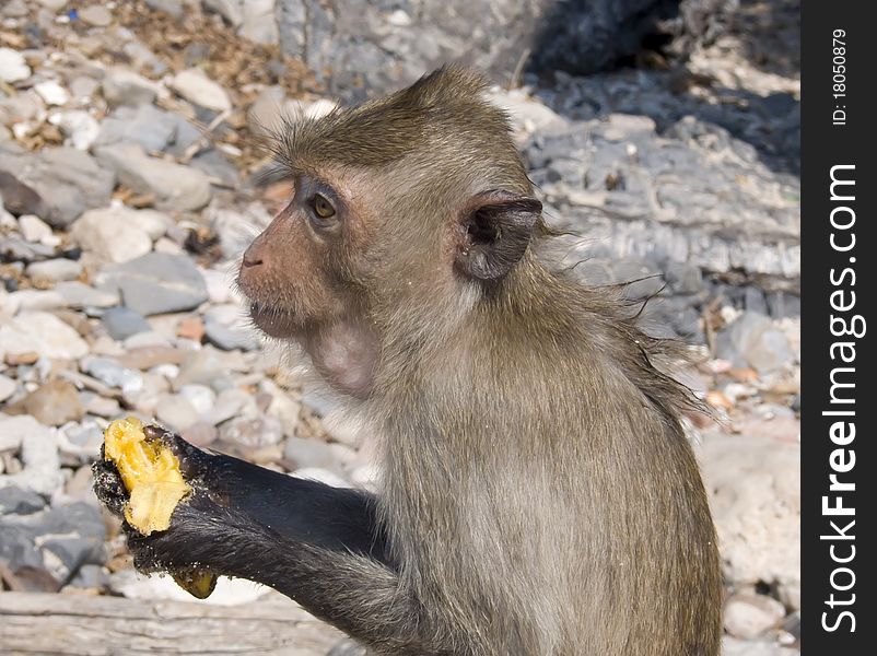 The monkey sitting with banana. The monkey sitting with banana