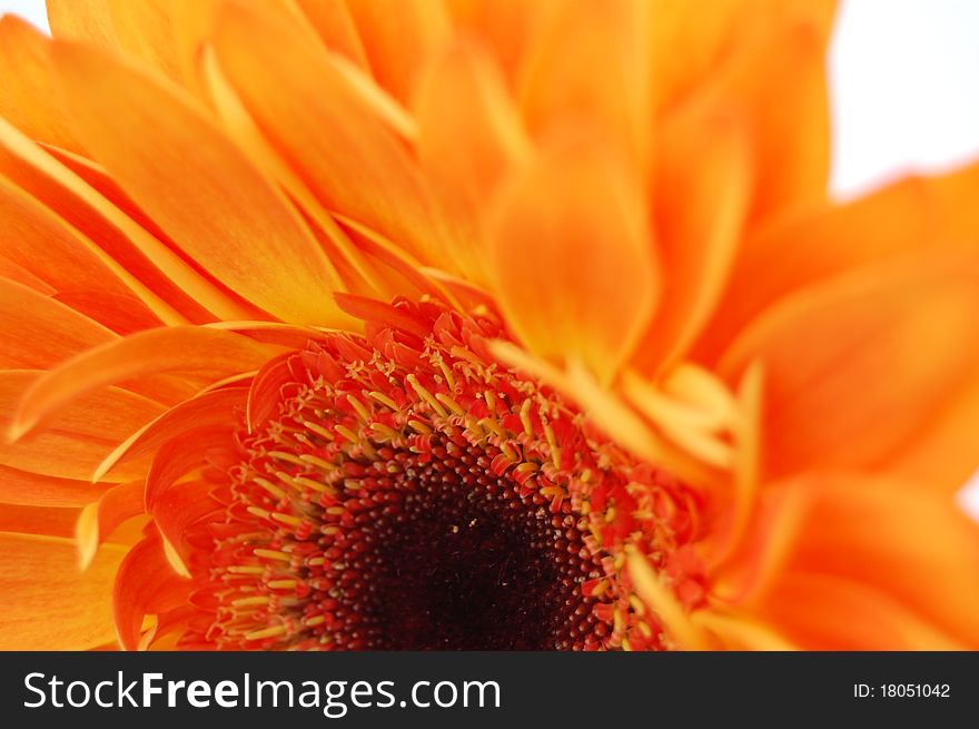 Close up view of an Orange Gerbera