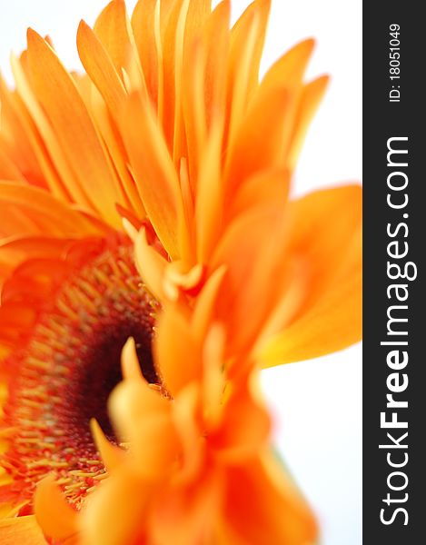 Close up view of an Orange Gerbera