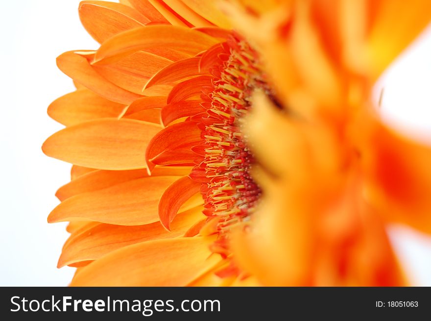 Side view of an Orange Gerbera