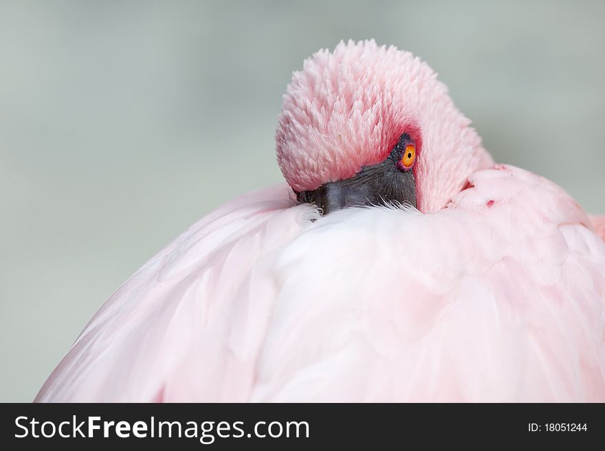 Pink flamingo resting near the water