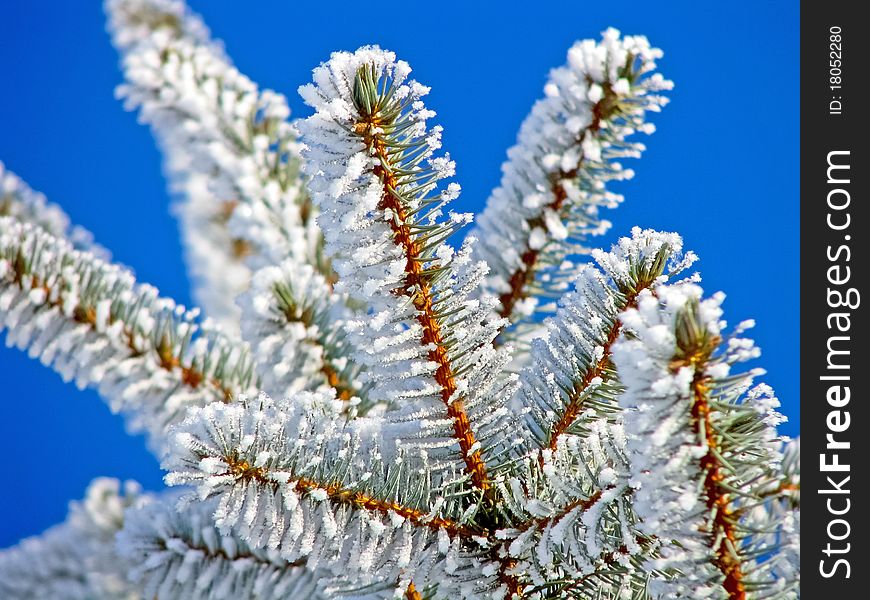 Winter pine tree is covered with hoarfrost