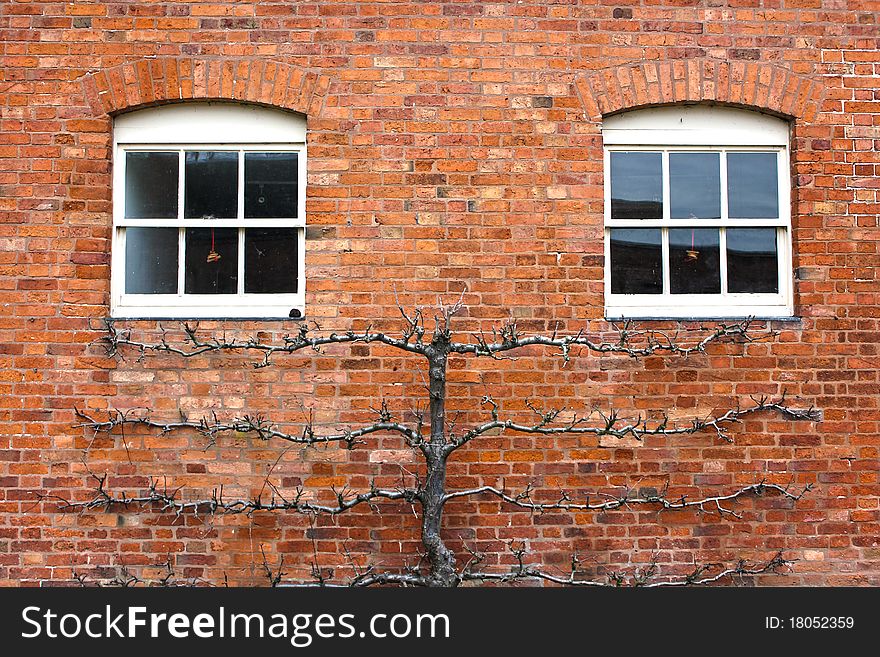 Symmetrical view of two windows with pruned ivy growing on the red bricked wall.