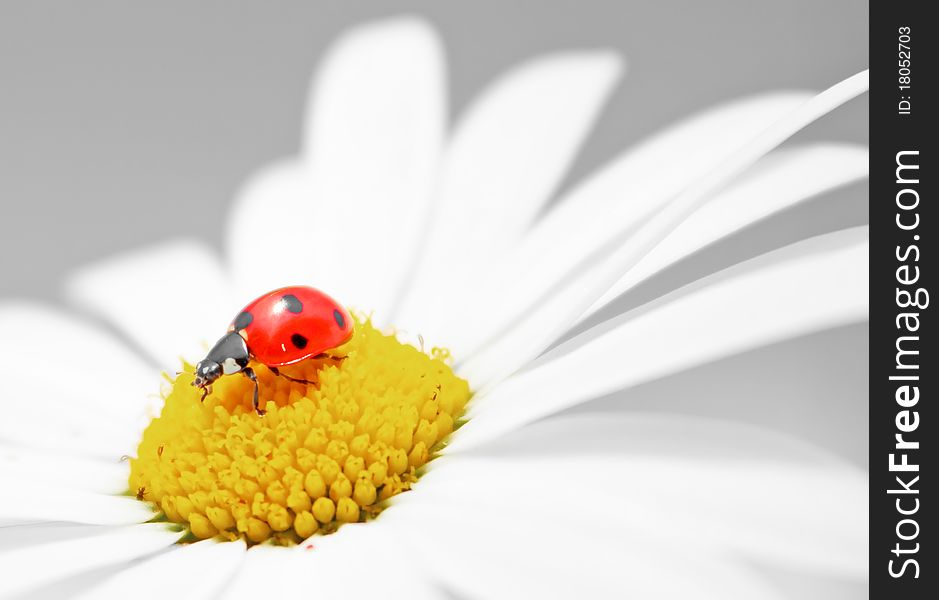 Little ladybug sitting on the petals of daisies