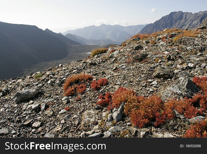 Lichens In Mountains