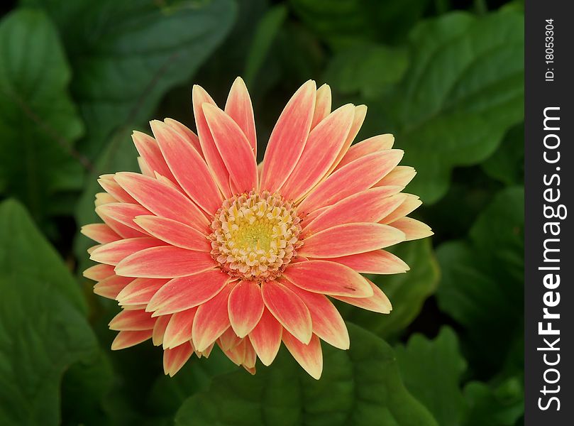 A beautiful, pink daisy with yellow-ish tips and center