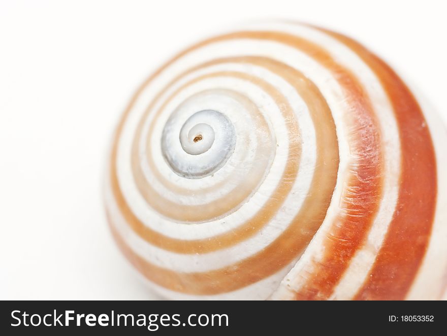 Beautiful Seashell Close-up On A White Background