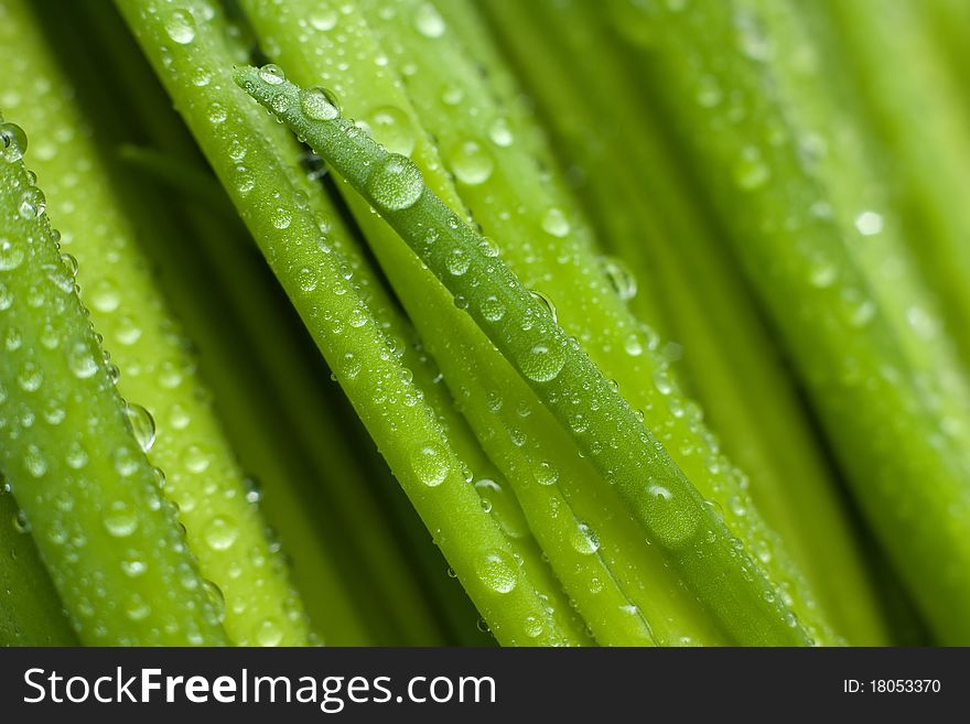 Lush green onion's leaves with water drops. Lush green onion's leaves with water drops