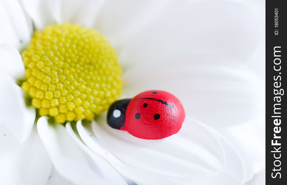 Decorative ladybug on daisy, extreme close-up. Decorative ladybug on daisy, extreme close-up