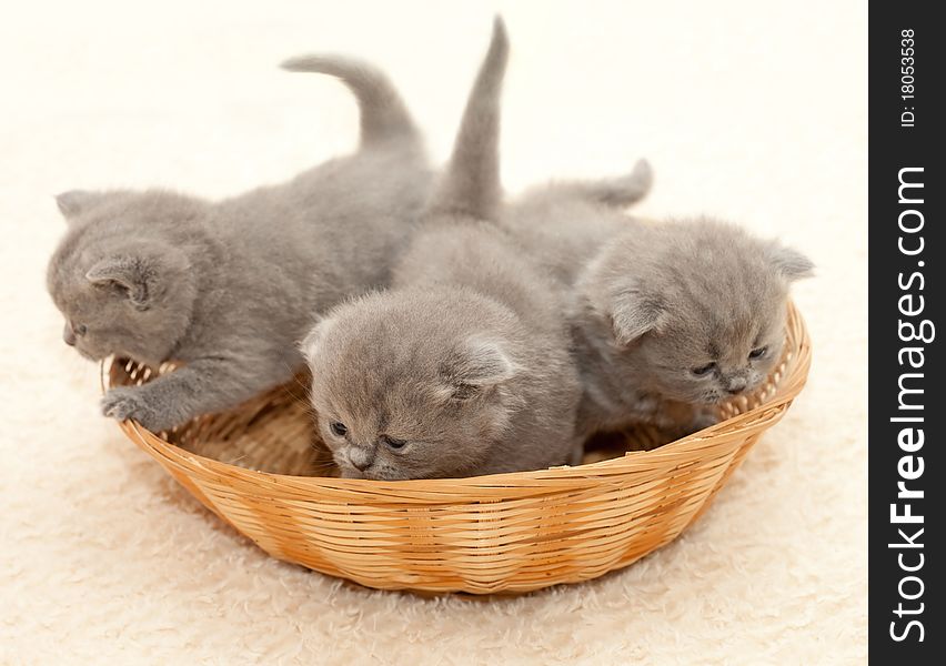 Three small kitten in basket. Three small kitten in basket