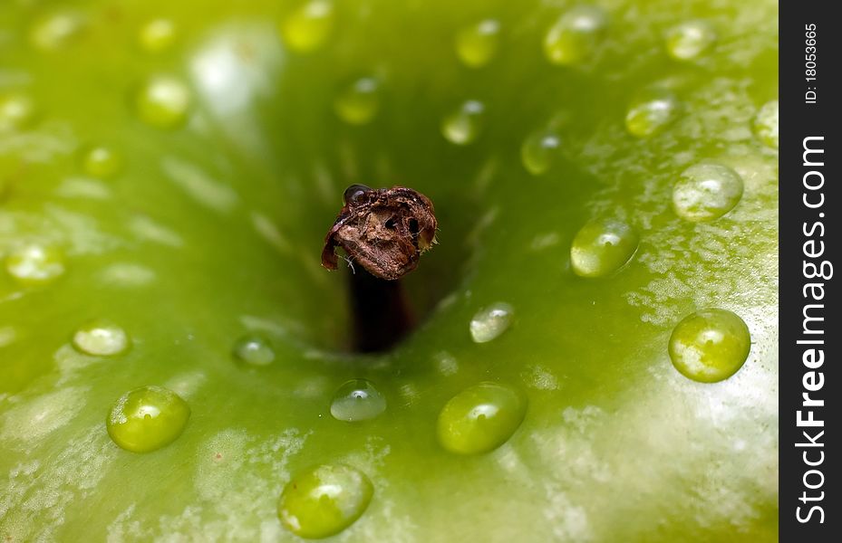 Apple in green with water drops on its surface .