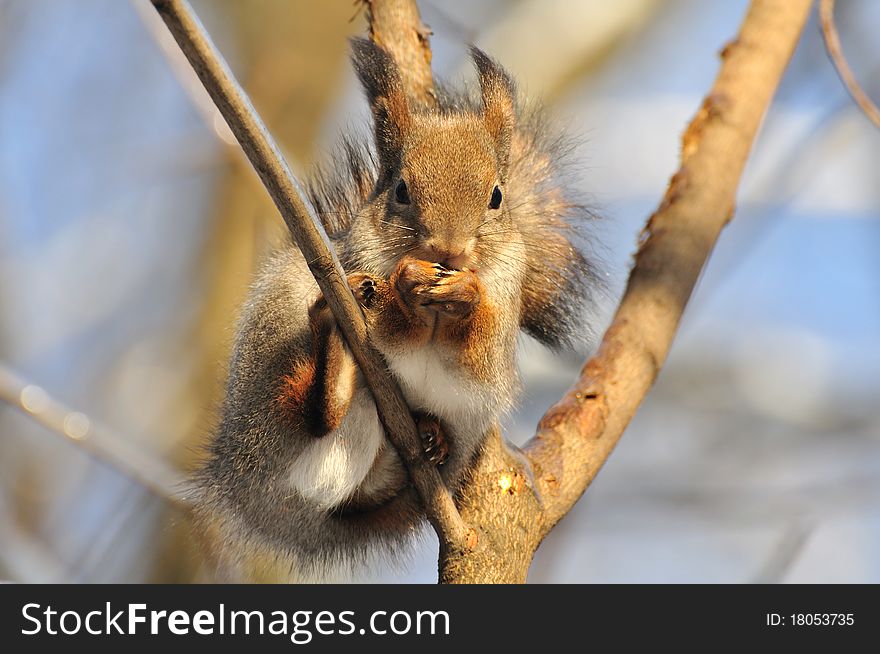 The squirrel sits on a tree. The squirrel sits on a tree.