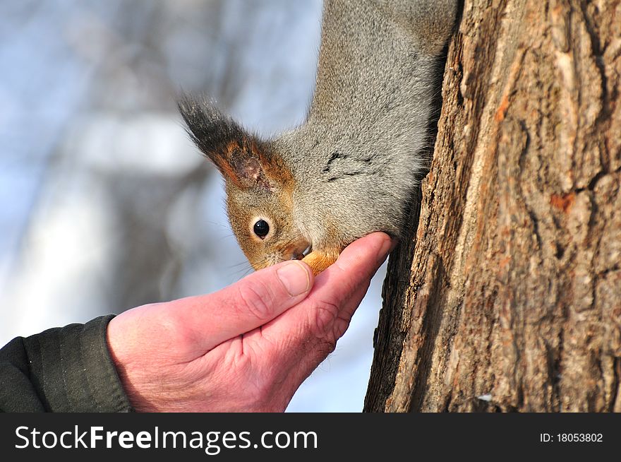 The squirrel eats nuts from a hand. The squirrel eats nuts from a hand.