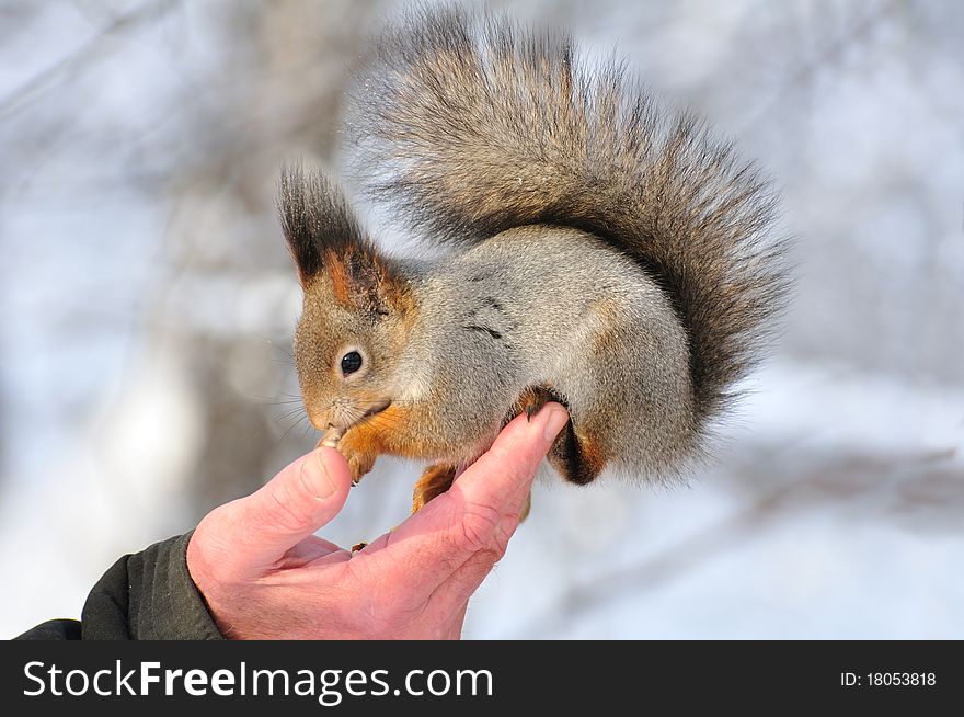 The squirrel eats nuts from a hand. The squirrel eats nuts from a hand.