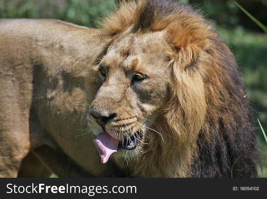 Detail of lion head and eyes