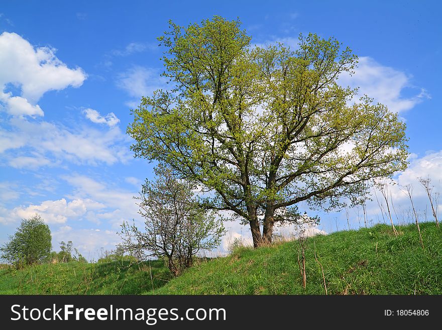 Spring oak on green hill