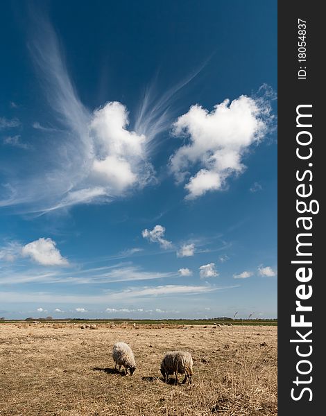 Wonderful clouds with sheep, taken on the former Dutch island Wieringen. Wonderful clouds with sheep, taken on the former Dutch island Wieringen