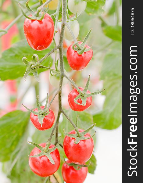 Tomatoes on the vine.