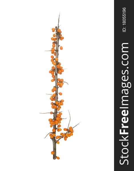 Branch buckthorn, on white background.