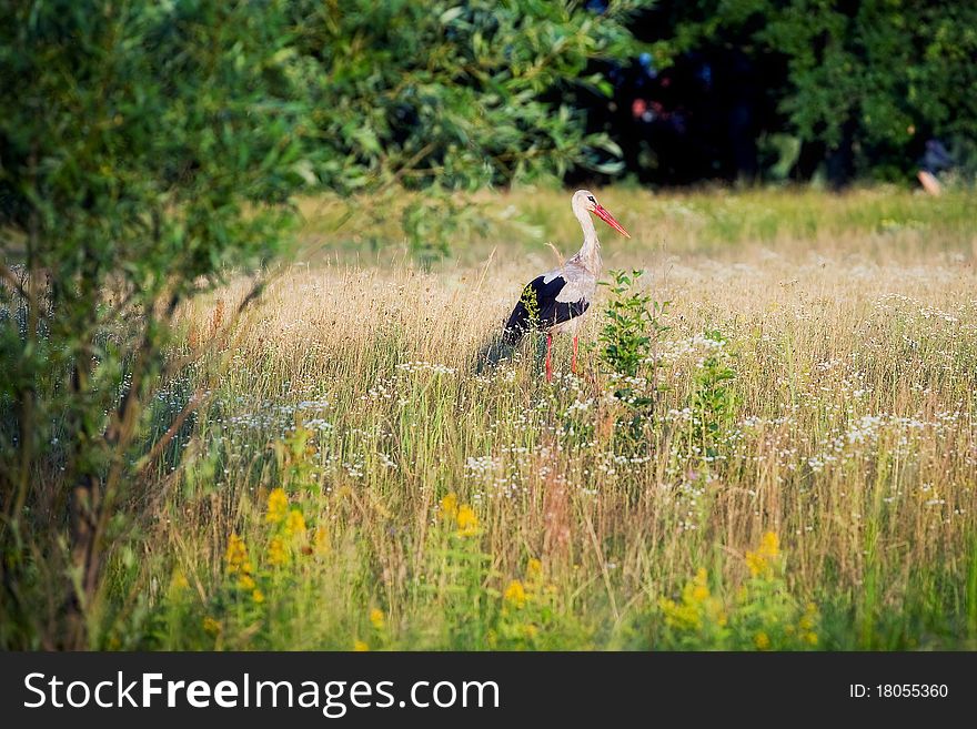 Stork On The Meadow