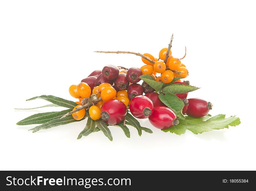 Dogrose hawthorn buckthorn, on white background.