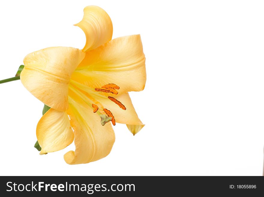 Beautiful yellow tiger lilly on white background