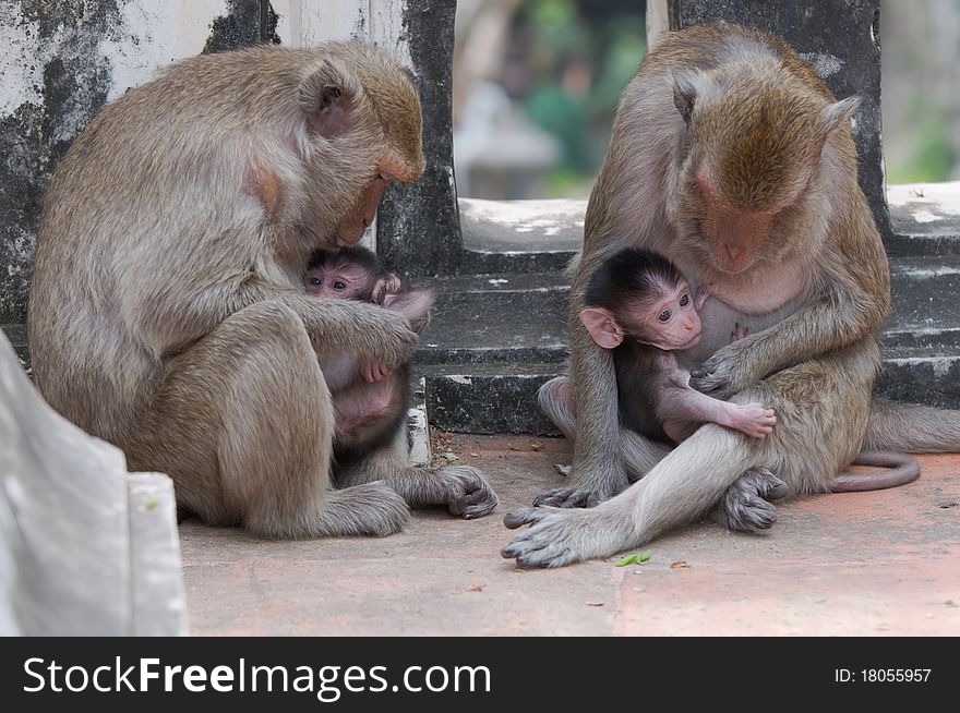 Monkey family.