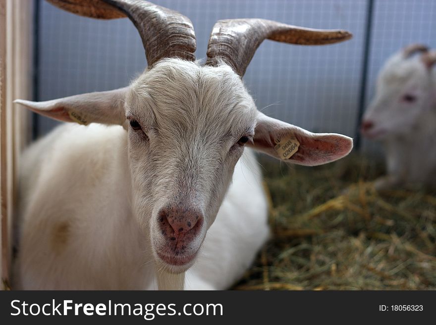 White goat on the farm. White goat on the farm