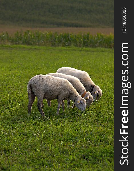 Three Sheeps on pasture on green grass