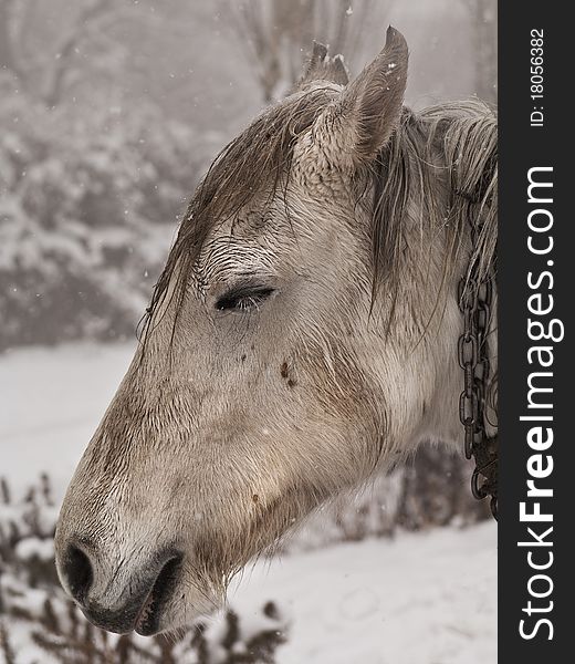 This horse lives out in the snow, and is wet from the snow melting on it. This horse lives out in the snow, and is wet from the snow melting on it.