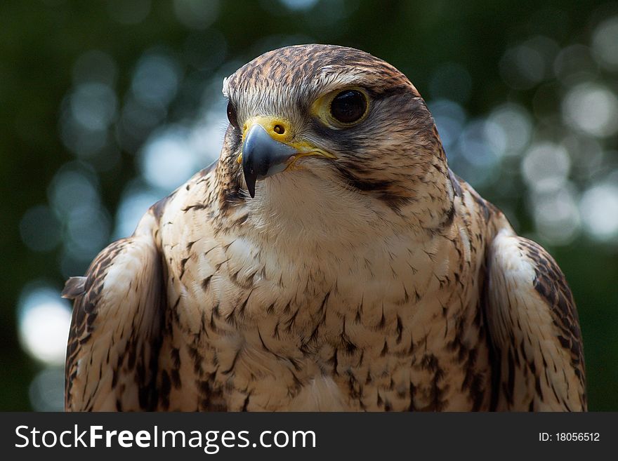 A beautifull saker falcon is looking at us