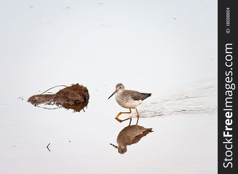 Greater Yellowlegs during winter in Washington state